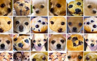Chihuahua or Muffin? Testing Top Computer Vision APIs
