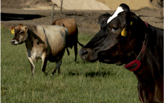 'Cowculating' Benefits of Smart Collars for Bovines