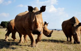 IoT Tracking Poachers, Herds to Help Endangered Animals