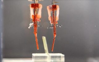 Research Uses Rat Muscles to Move Robotic Limbs