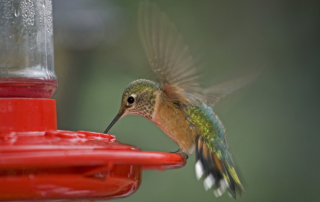 COLUMN: Consider the Hummingbird and the Humanoid