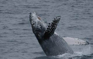 Google's AI Helps Track Humpback Whales