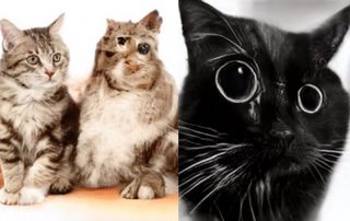 AI Produces Perfect Human Faces, Cats Not So Much