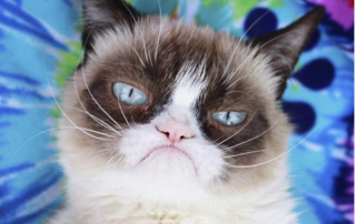 Grumpy Cat Died, but AI Avatar Survives