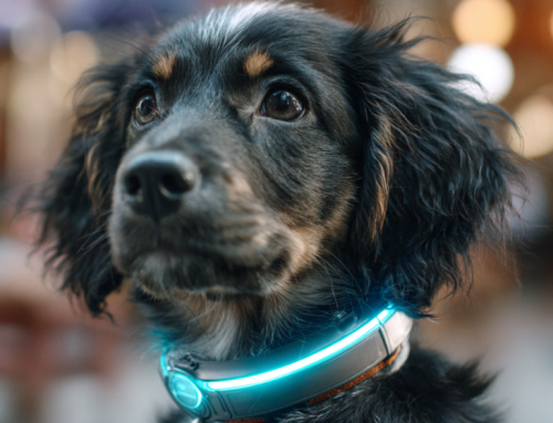 Smarter Dog Care With Fi’s New AI Collar